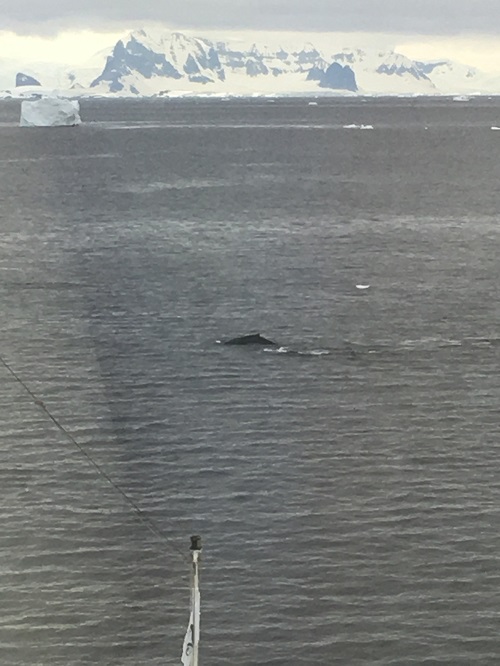 Whale 0833